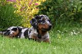 BEAUCERON - PUPPIES 233